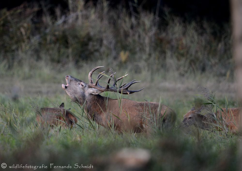 Der Platzhirsch am Morgen Ansitz