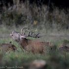 Der Platzhirsch am Morgen Ansitz