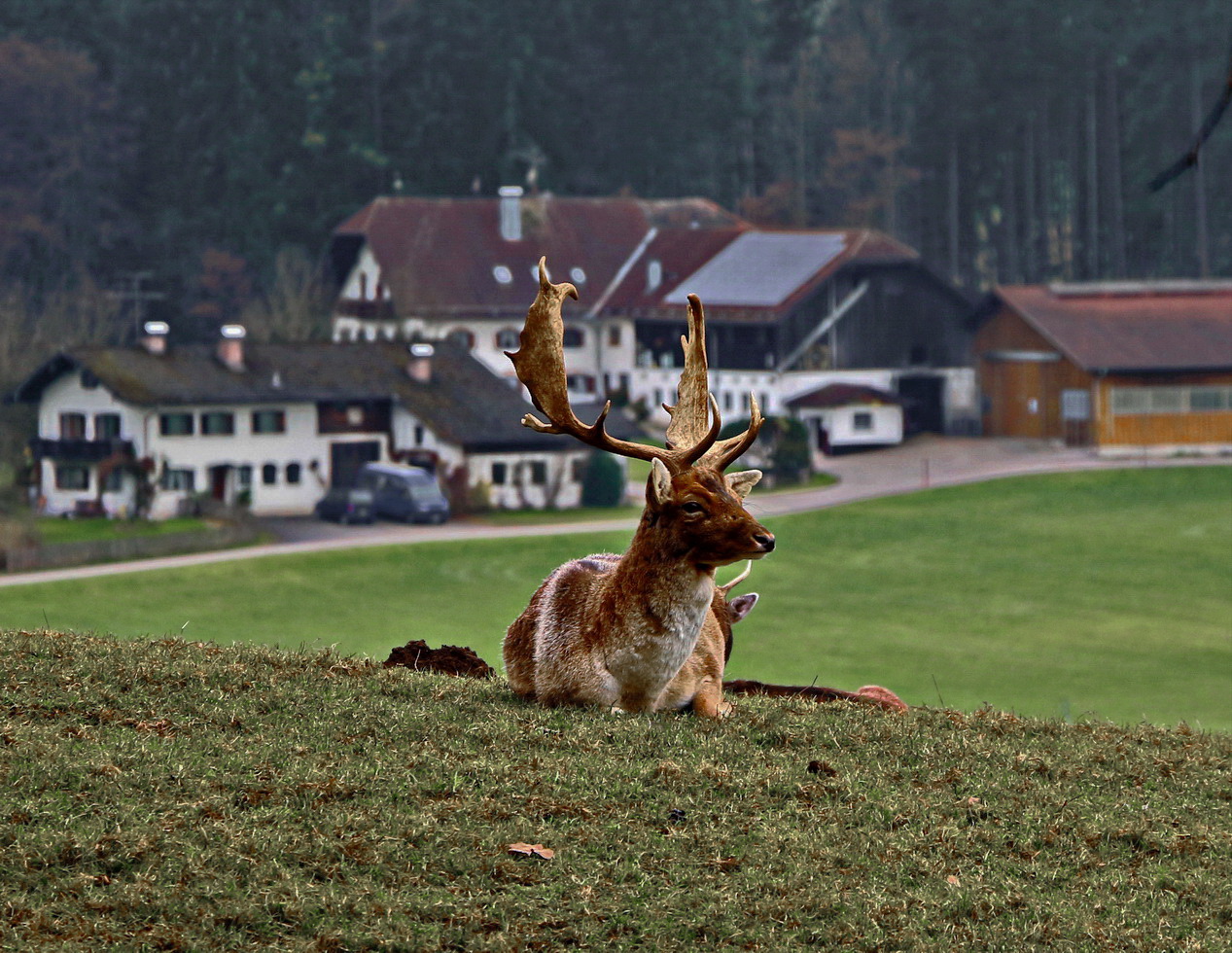 Der Platzhirsch bewacht den Hof