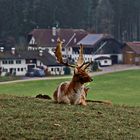 Der Platzhirsch bewacht den Hof