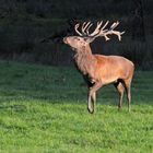 Der Platzhirsch