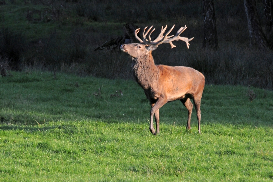 Der Platzhirsch