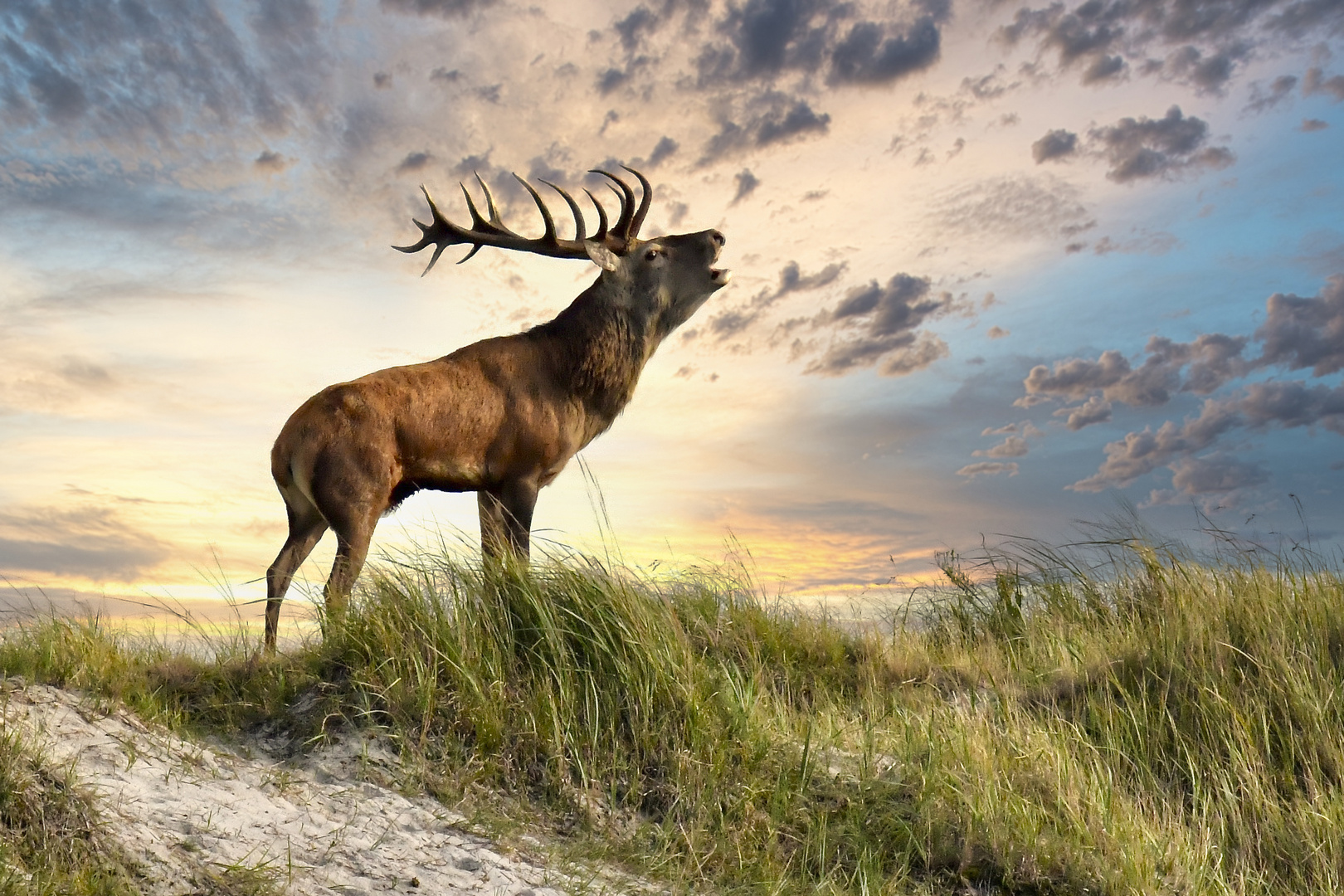 Der Platzhirsch 