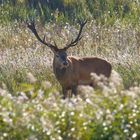 Der Platzhirsch - Darss 2022