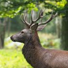 der Platzhirsch - das Portrait