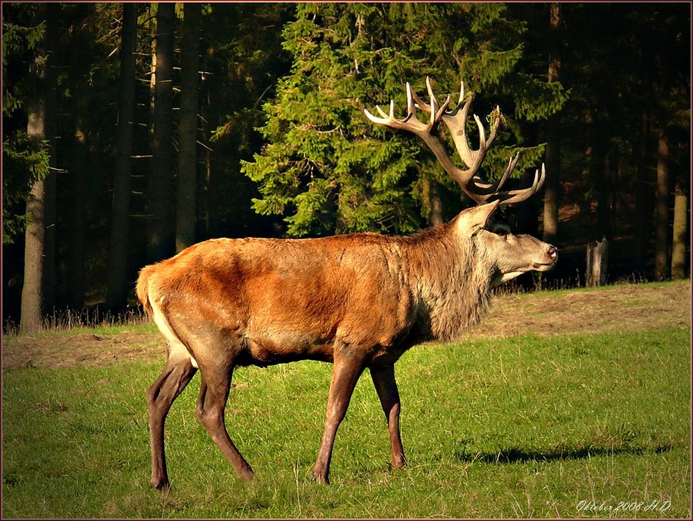 Der Platzhirsch