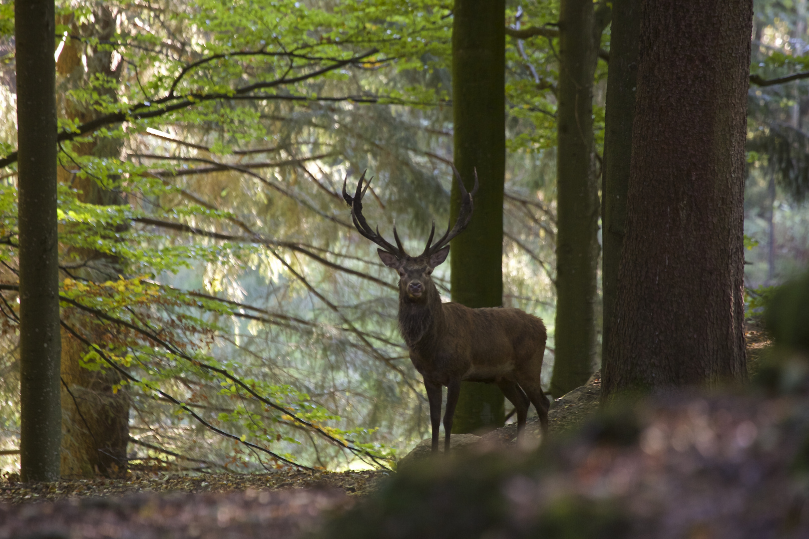 der Platzhirsch...