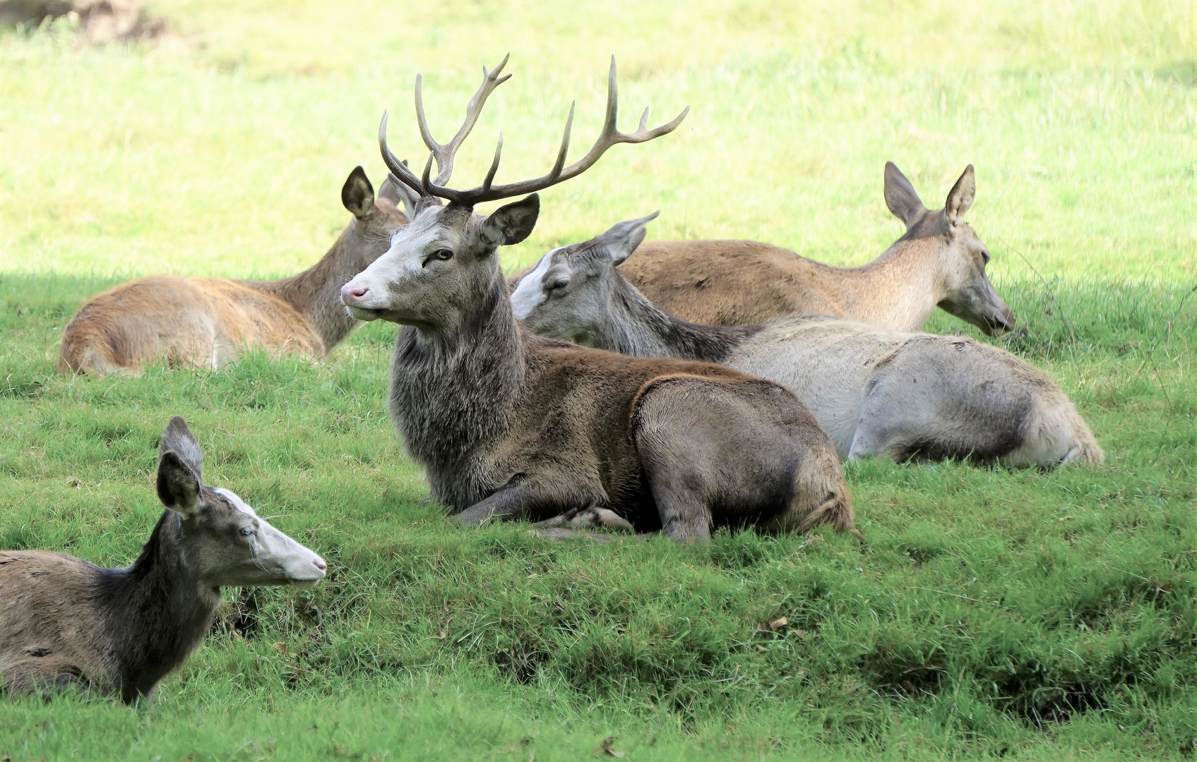 der Platzhirsch