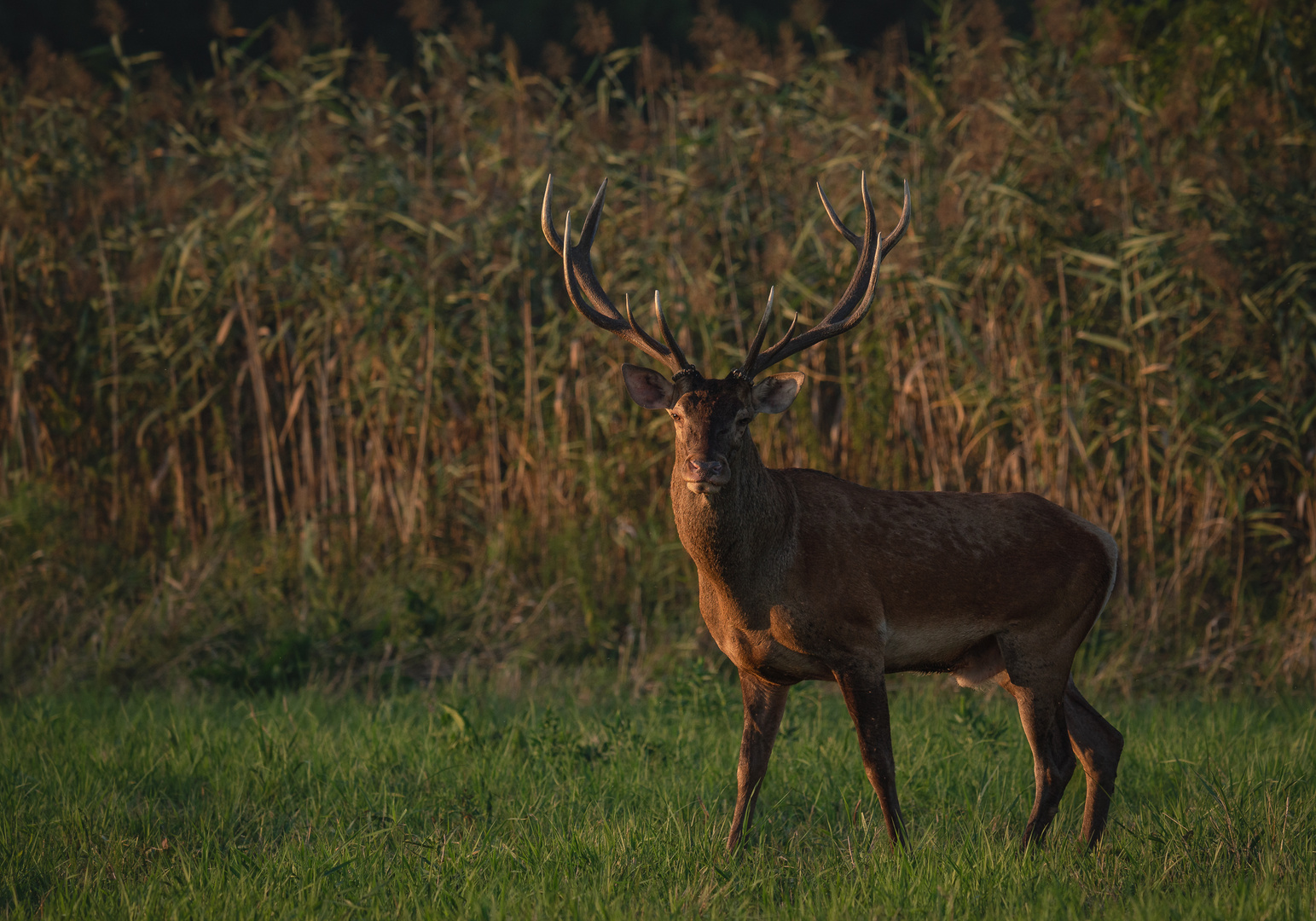 der Platzhirsch