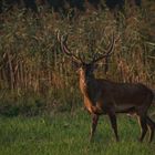 der Platzhirsch