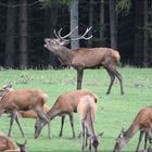 Der Platzhirsch hat sein Rudel wieder zusammen und röhrt