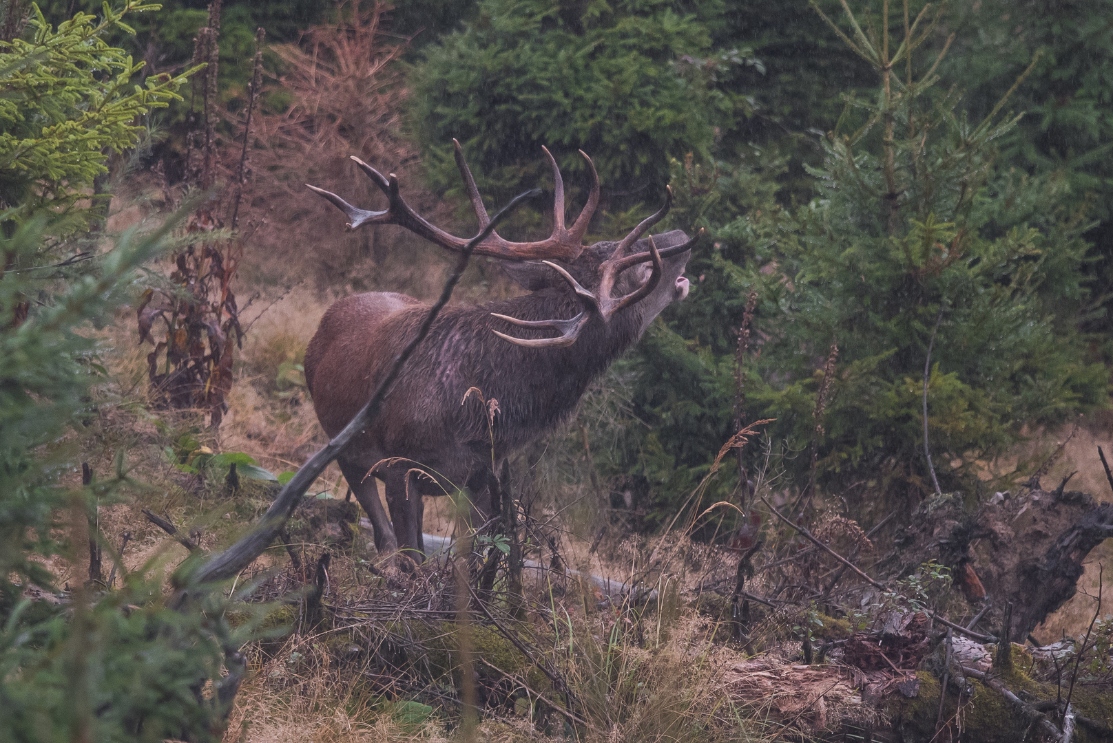 Der Platzhirsch im Regen