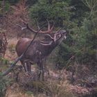 Der Platzhirsch im Regen