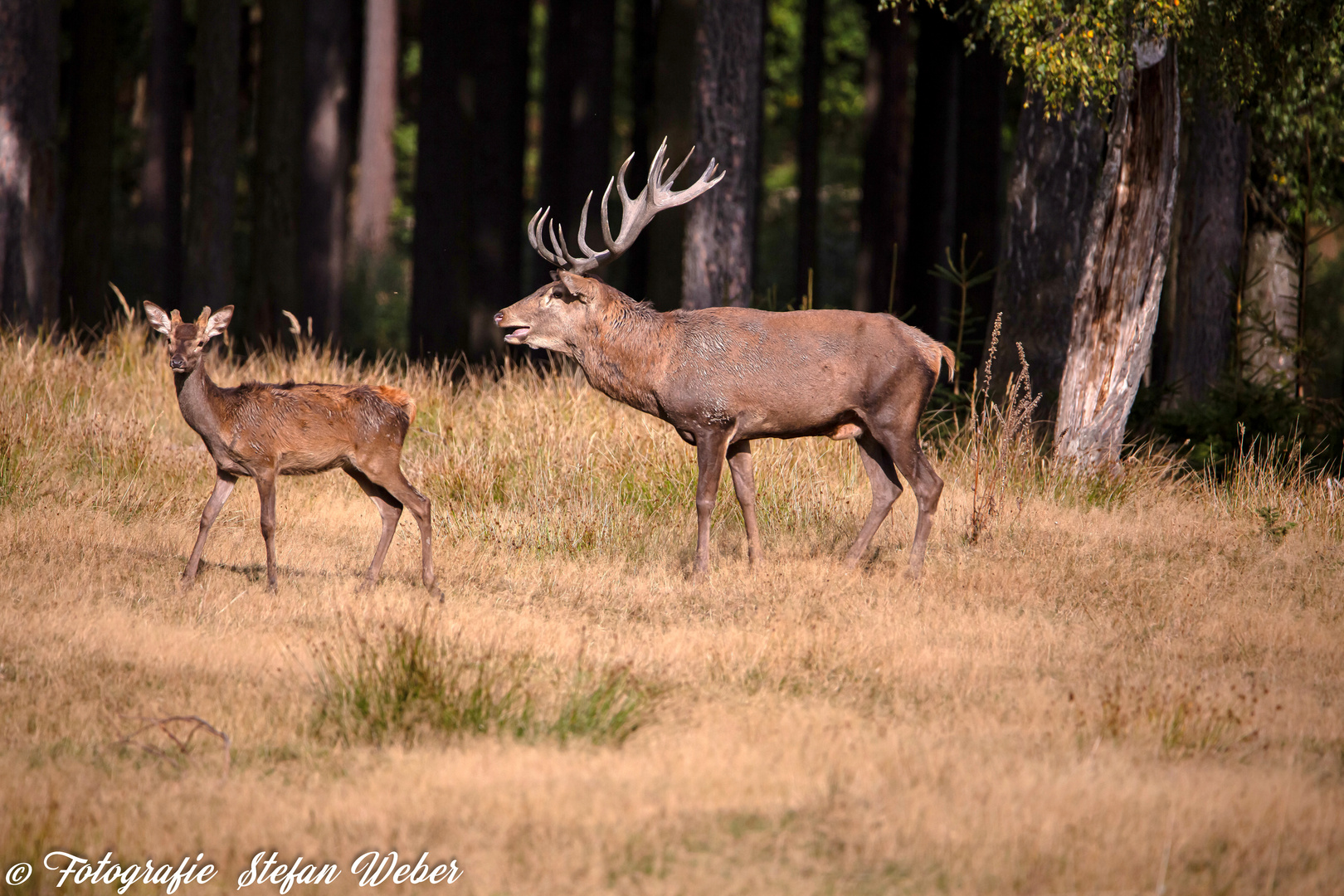 Der Platzhirsch mit Junghirsch