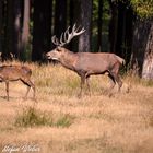 Der Platzhirsch mit Junghirsch