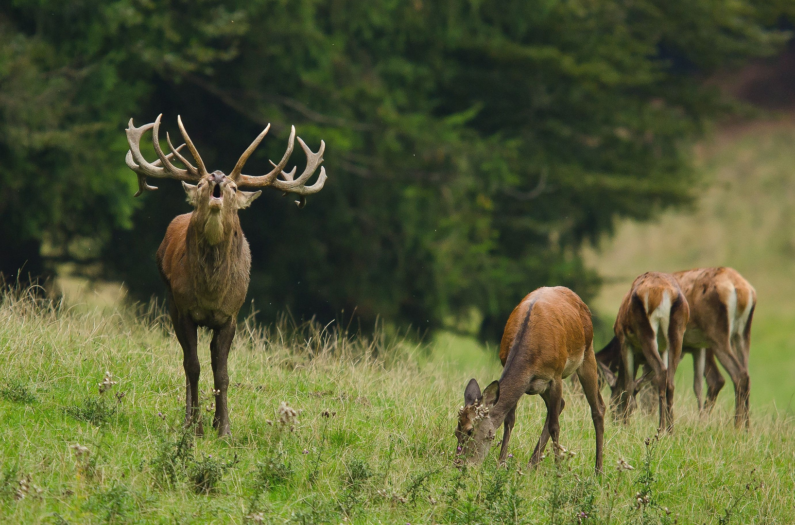 Der Platzhirsch mit seinem Harem