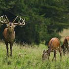 Der Platzhirsch mit seinem Harem