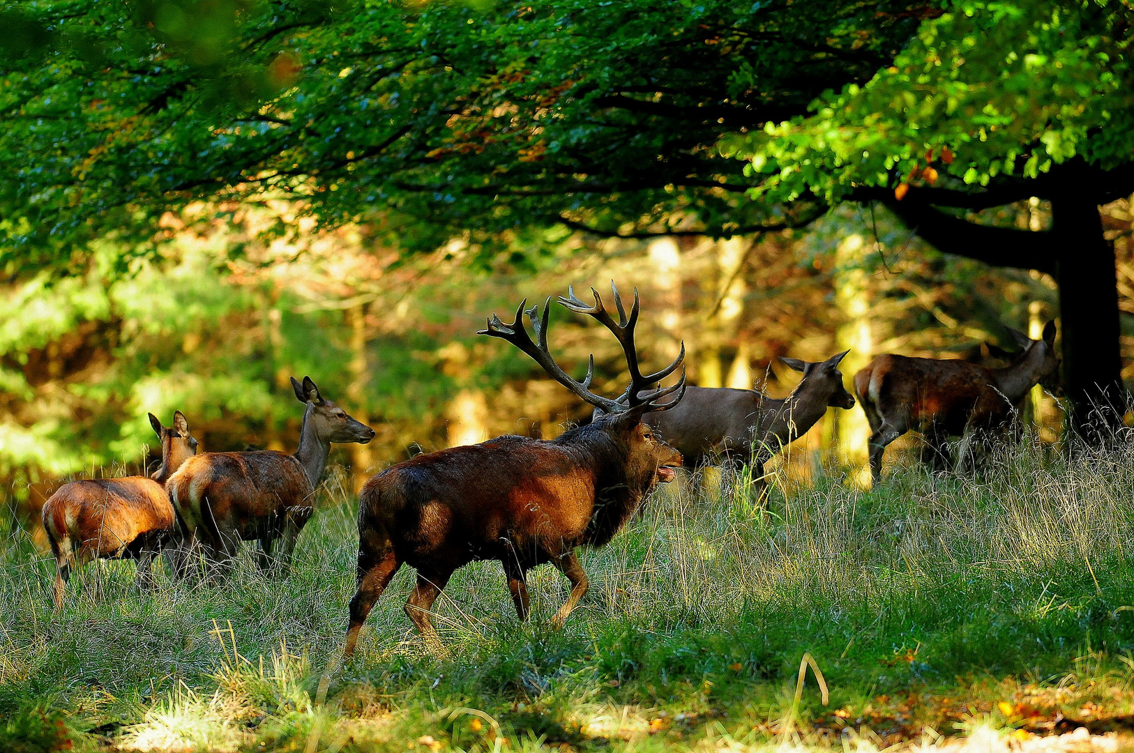 Der Platzhirsch schirmt sein Rudel gegen Rivalen ab