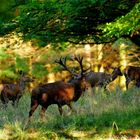 Der Platzhirsch schirmt sein Rudel gegen Rivalen ab