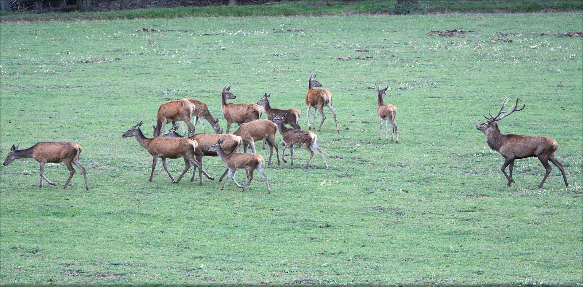 Der Platzhirsch treibt abwandernde Tiere zurück zum Rudel