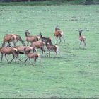 Der Platzhirsch treibt abwandernde Tiere zurück zum Rudel