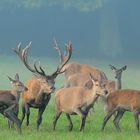 Der Platzhirsch "treibt" sein Brunftrudel