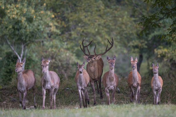 Der Platzhirsch treibt sein Rudel