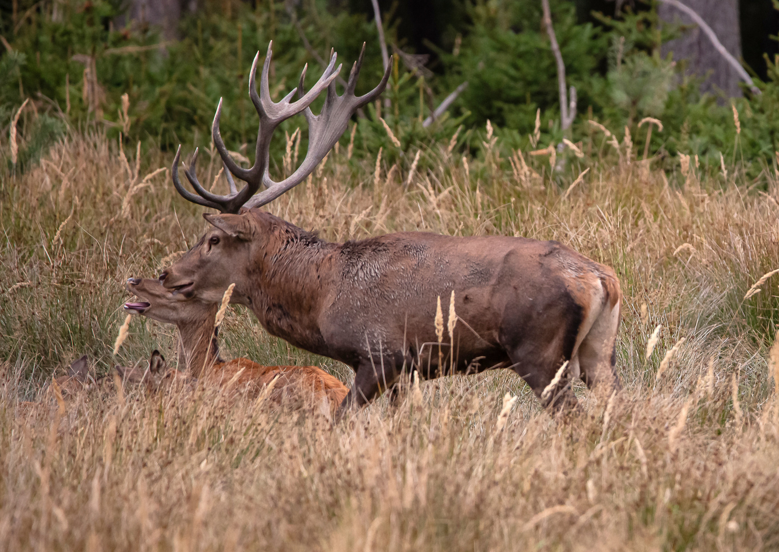 Der Platzhirsch und seine Damen