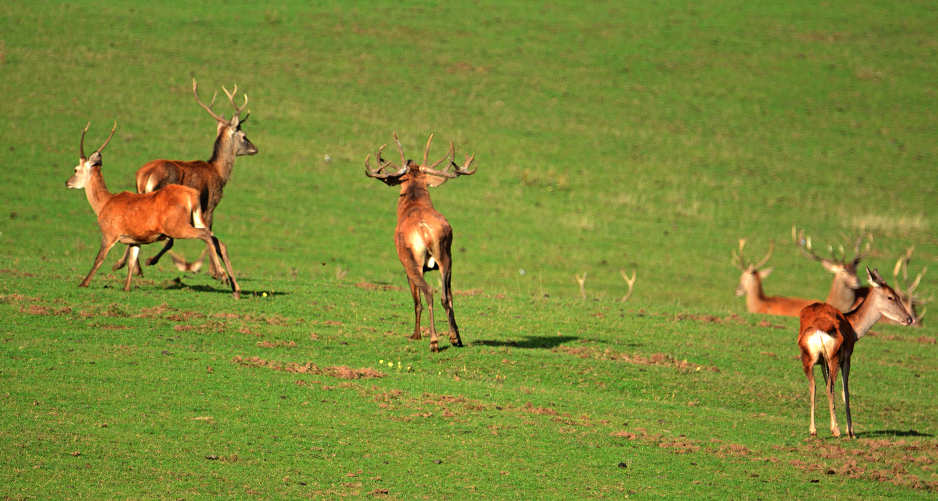 Der Platzhirsch vertreibt vehement zwei Beihirsche