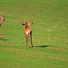 Der Platzhirsch vertreibt vehement zwei Beihirsche