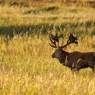 Der Platzhirsch vom Darß, 2020.09.18.