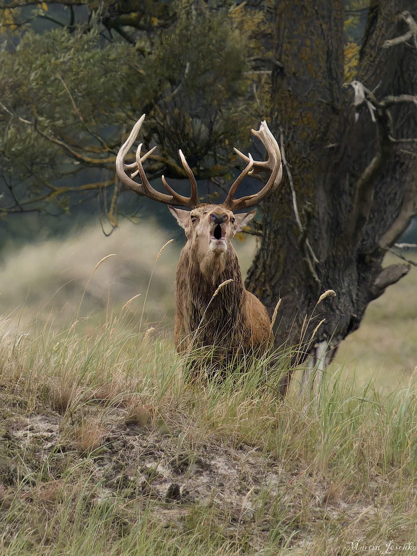 Der Platzhirsch vom Darsser Nordstrand 