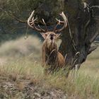 Der Platzhirsch vom Darsser Nordstrand 