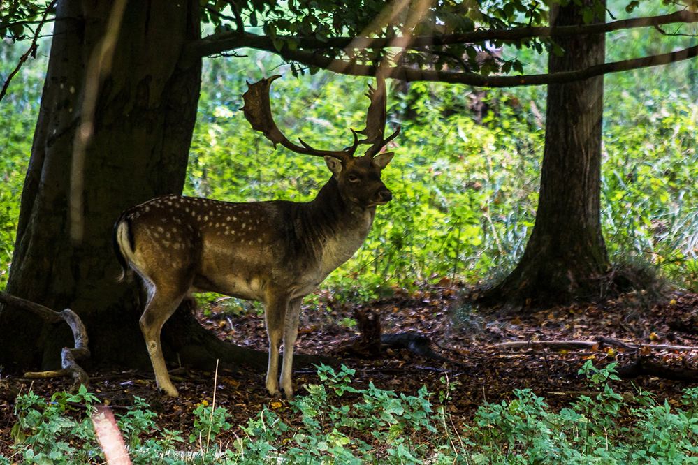 Der Platzhirsch von Ivenack.