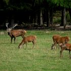 Der Platzhirsch zeigt deutliche Verletzungen an der linken Flanke