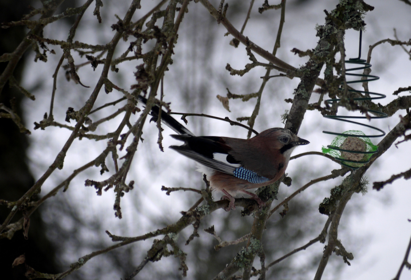 Der Platz........vogel