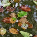 .....der plötzliche Herbst mitten im Sommer......