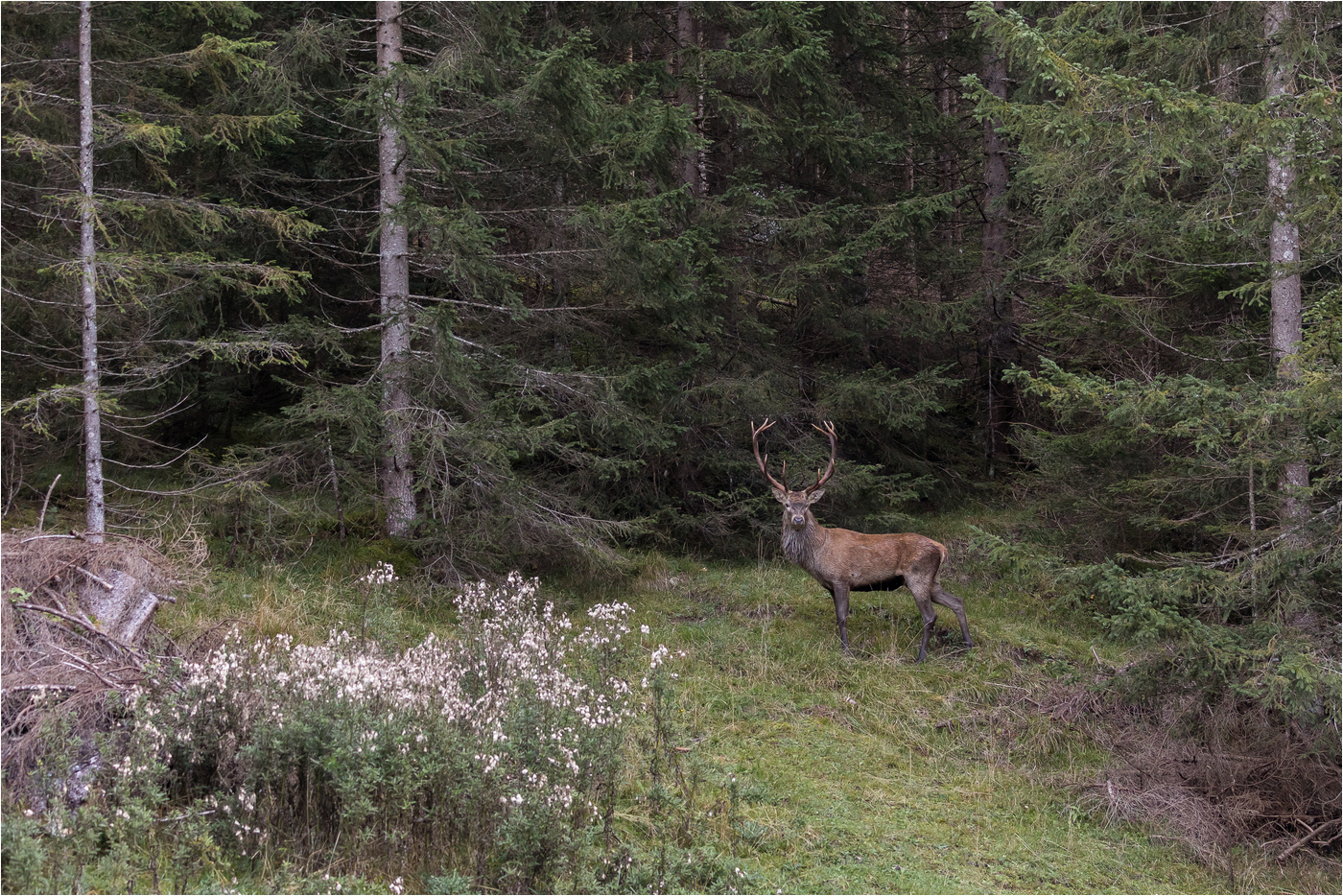 Der plötzliche Hirsch