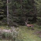 Der plötzliche Hirsch