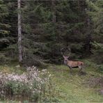 Der plötzliche Hirsch