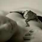 Der Pogona ...