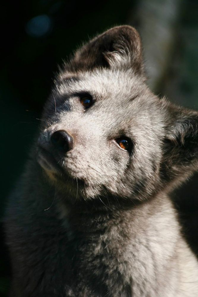 Der Polarfuchs Foto & Bild natur, herbst, landschaft Bilder auf