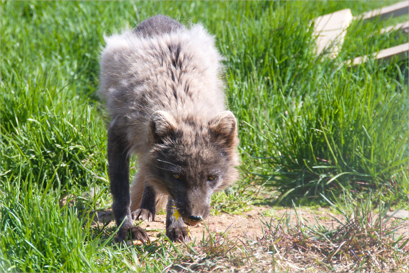 Der Polarfuchs oder Eisfuchs 