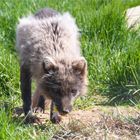 Der Polarfuchs oder Eisfuchs 