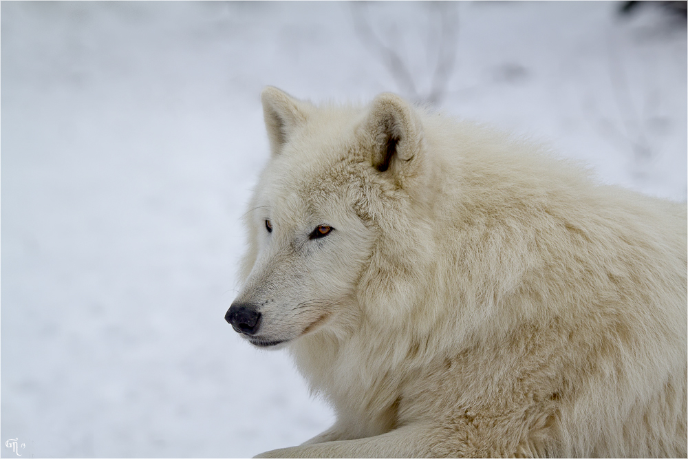 Der Polarwolf