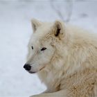 Der Polarwolf