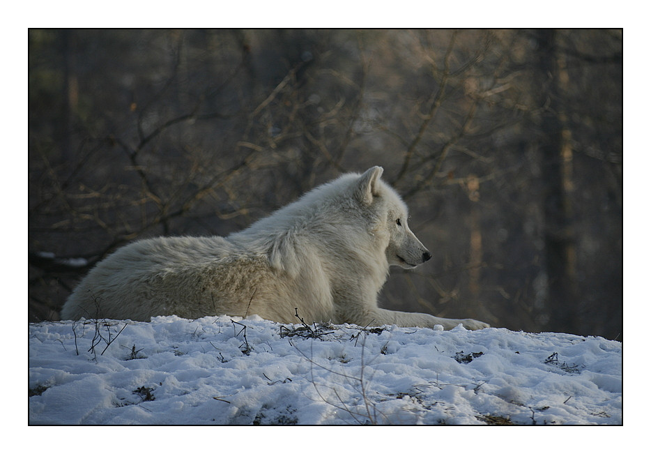 Der Polarwolf in seinem Element