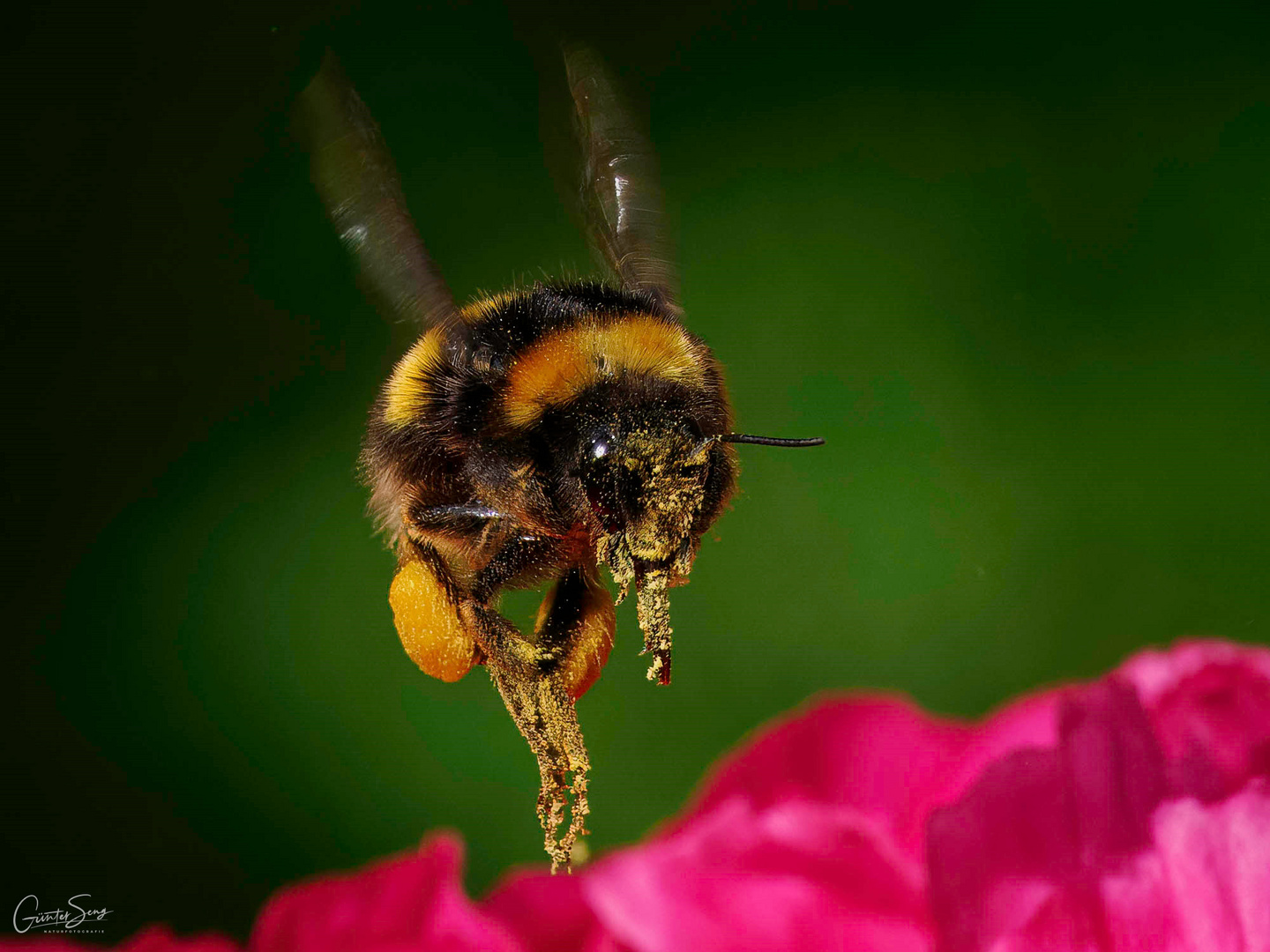 ..Der Pollen Bomber..