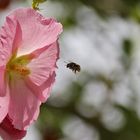 der "Pollen-Flieger"