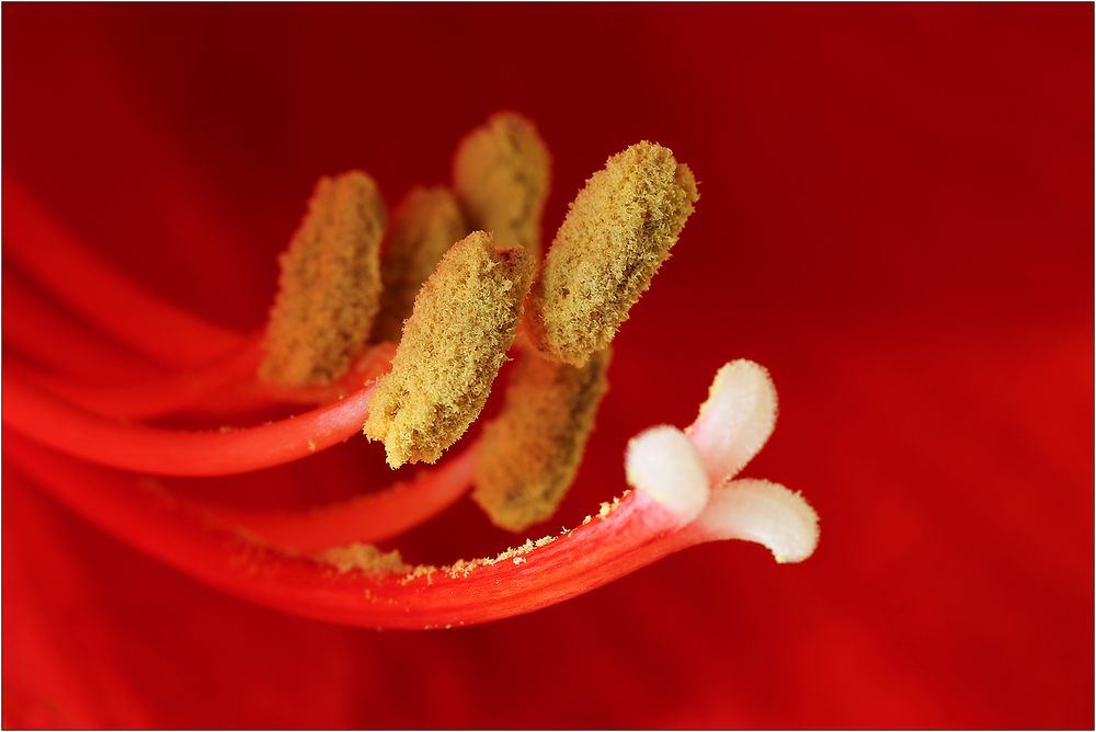 Der Pollen vom Ritterstern...